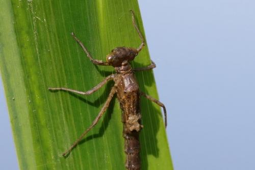 Erythromma lindenii